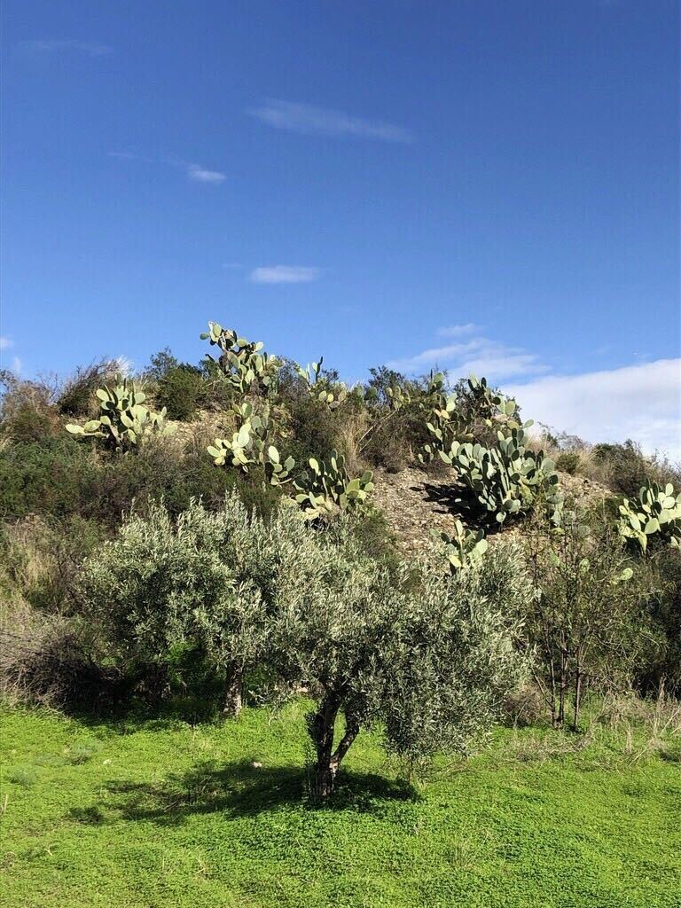 At the citrus fields