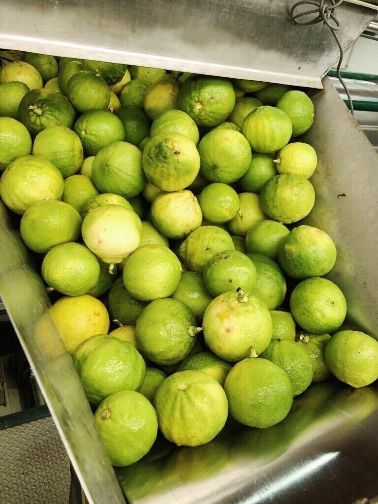 Bergamot processing at Capua