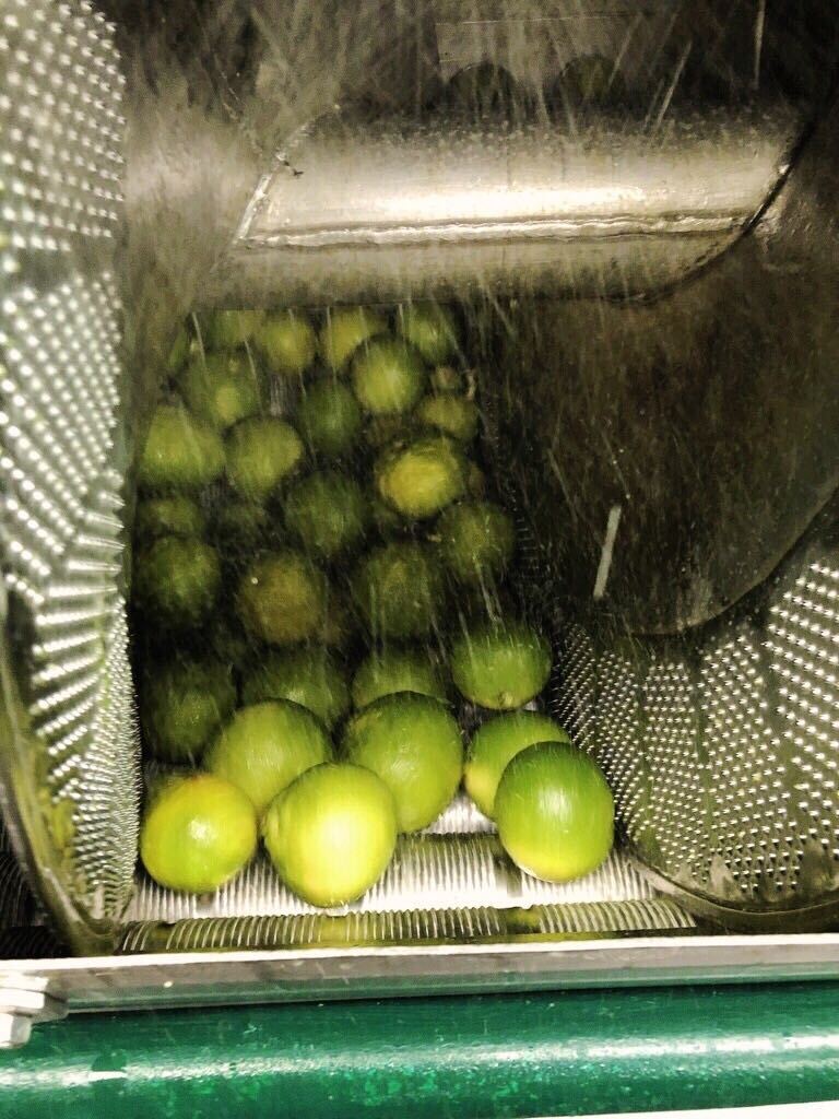 Bergamot processing at Capua