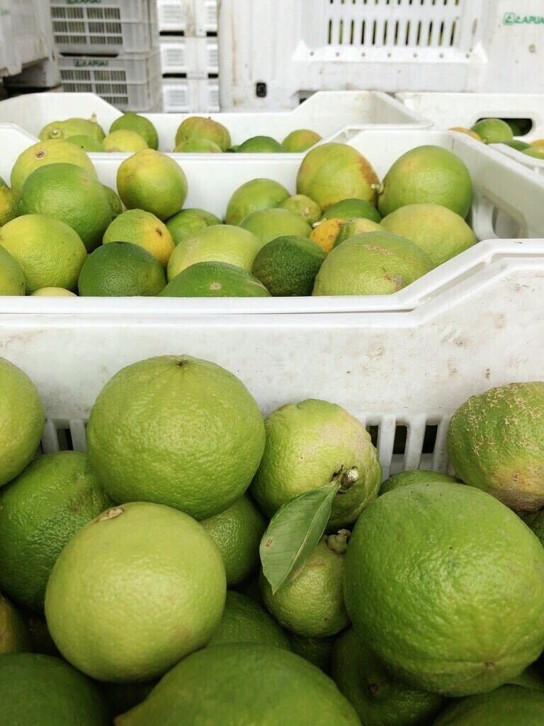 Bergamot ready to be processed at Capua