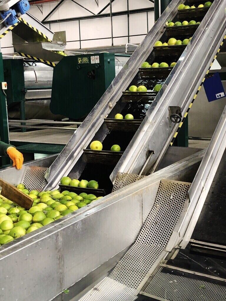 Bergamot processing at Capua