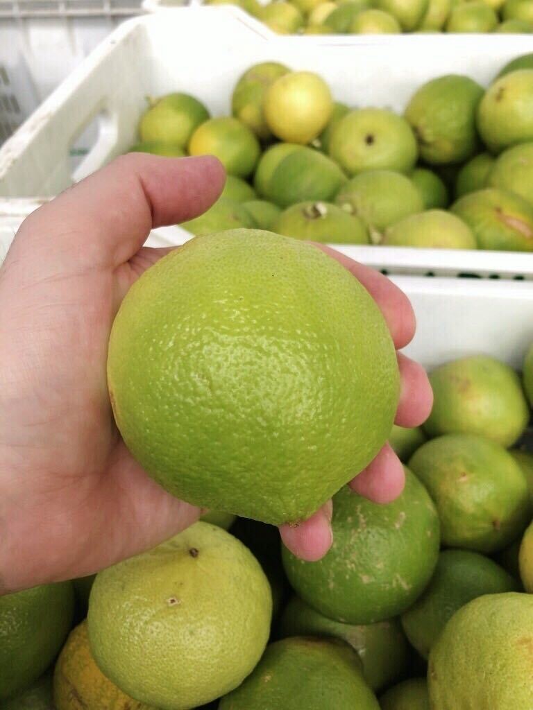 Nick holding a bergamot